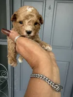 Chip, a male Poodle - Toy  for sale in Orlando, FL – 1 of 1