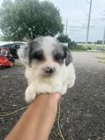 Mia, a female Yorkipoo for sale in Orlando, FL – 2 of 2