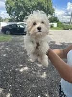 Charlie , a male Maltese for sale in Orlando, FL – 2 of 2
