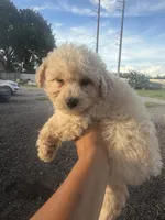 Cooper, a male Poodle - Toy  for sale in Orlando, FL – 2 of 2
