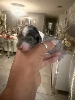 Toy goldendoodle males , a female Goldendoodle for sale in Orlando, FL – 4 of 4