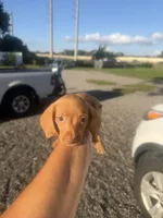 Banjo, a male Miniature Dachshund for sale in Orlando, FL – 3 of 3