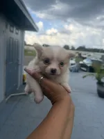 Sonny , a male Pomeranian for sale in Orlando, FL – 4 of 4