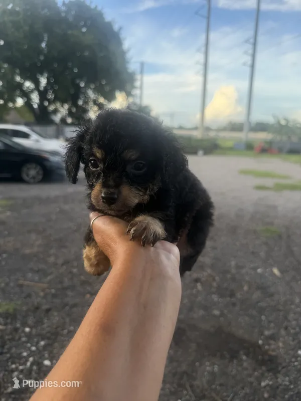 Ivy – Aussiedoodle puppy for sale in Orlando, FL