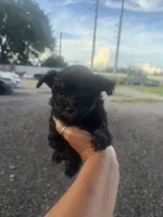 Luna, a female Aussiedoodle for sale in Orlando, FL – 1 of 1