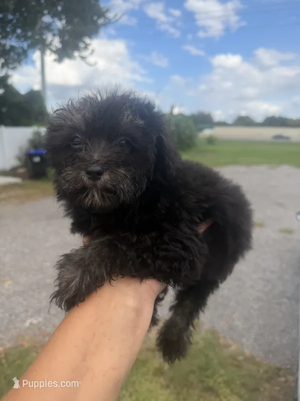 Luna – Aussiedoodle puppy for sale in Orlando, FL