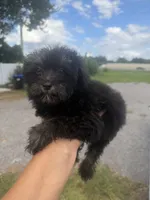 Luna, a female Aussiedoodle for sale in Orlando, FL – 1 of 3