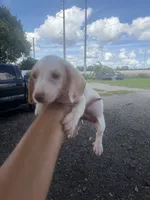 Comet, a male Miniature Dachshund for sale in Orlando, FL – 4 of 4