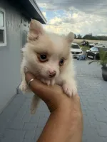 Max, a male Pomeranian for sale in Orlando, FL – 2 of 3