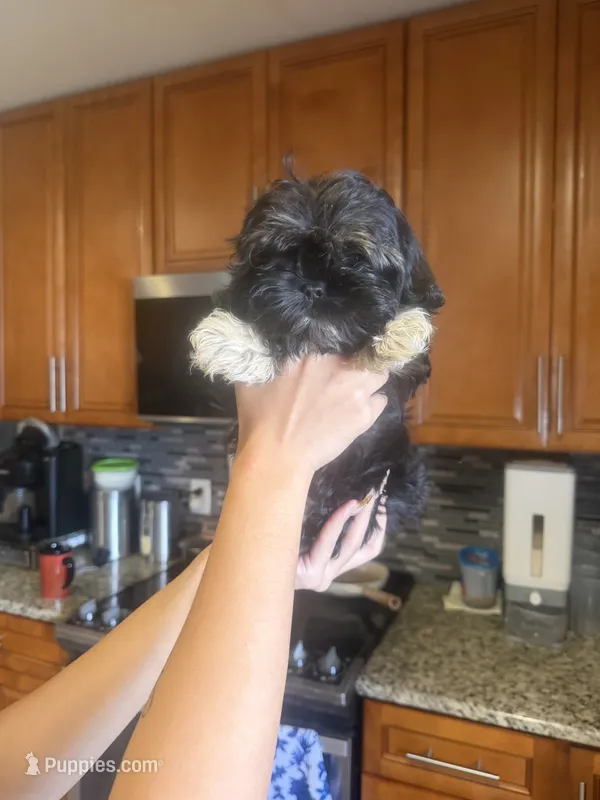 Milo - imperial  – Shih Tzu puppy for sale in Orlando, FL