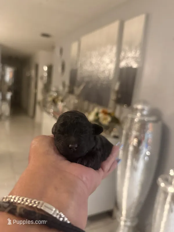 Toy poodle males – Poodle - Toy  puppy for sale in Orlando, FL