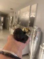 Toy poodle males, a male Poodle - Toy  for sale in Orlando, FL – 1 of 3