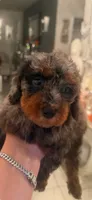 Stella - Toy Goldendoodle , a female Goldendoodle for sale in Orlando, FL – 1 of 1