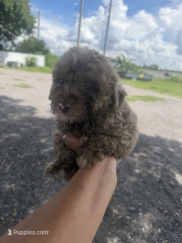 Bear – Poodle - Toy  puppy for sale in Orlando, FL