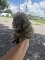 Bear, a male Poodle - Toy  for sale in Orlando, FL – 1 of 2