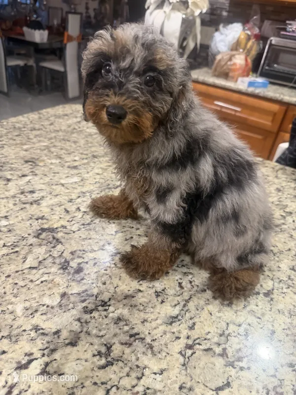 Stella - Toy Goldendoodle  – Goldendoodle puppy for sale in Orlando, FL