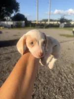Nova, a female Miniature Dachshund for sale in Orlando, FL – 3 of 3