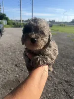 Jack, a male Poodle - Toy  for sale in Orlando, FL – 2 of 3