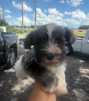 Lola, a female Miniature Schnauzer for sale in Orlando, FL – 1 of 1