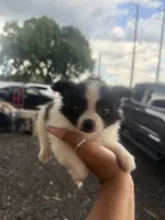 Louie , a male Pomeranian for sale in Orlando, FL – 2 of 3