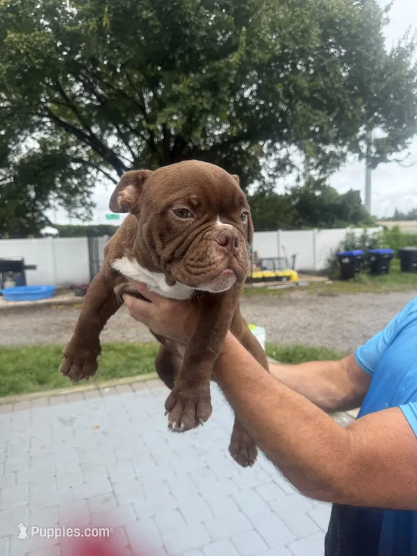 Buster - Micro Bully/Nano – American Pit Bull Terrier puppy for sale in Orlando, FL