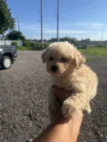 Buddy , a male Poodle - Toy  for sale in Orlando, FL – 2 of 3