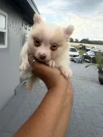 Max, a male Pomeranian for sale in Orlando, FL – 3 of 3