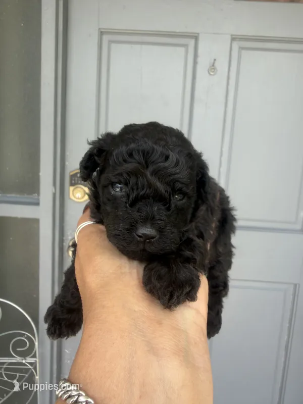 Toby – Poodle - Toy  puppy for sale in Orlando, FL