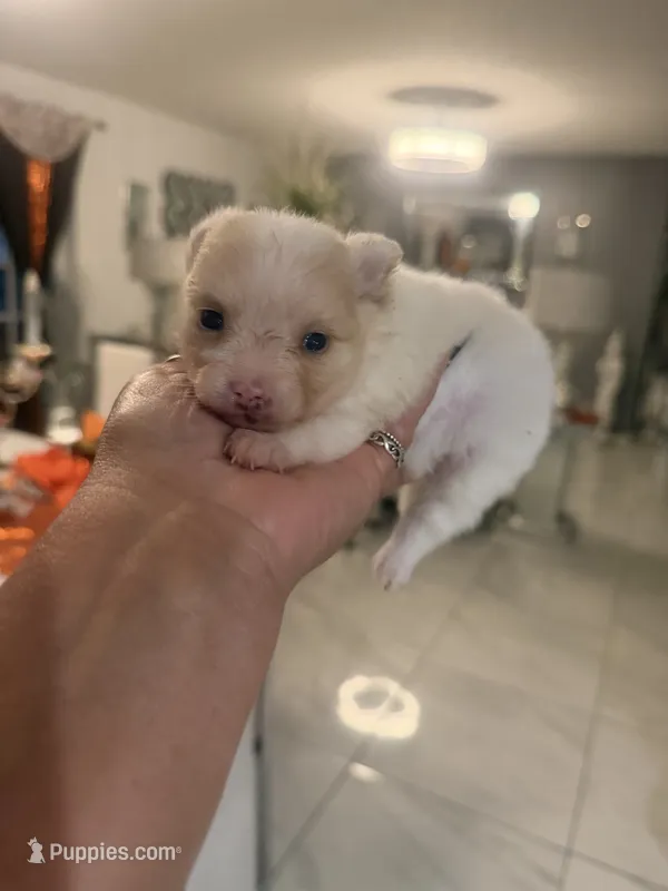 Sonny  – Pomeranian puppy for sale in Orlando, FL