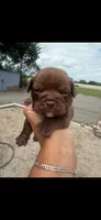 Lily  - Micro Bully/Nano, a female American Pit Bull Terrier for sale in Orlando, FL – 1 of 1