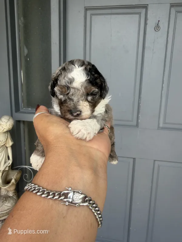 Mickey  - Toy Goldendoodle – Goldendoodle puppy for sale in Orlando, FL