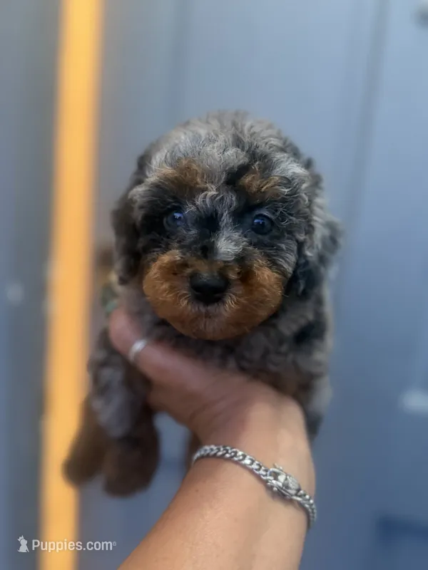 Lulu - Toy Goldendoodle – Goldendoodle puppy for sale in Orlando, FL