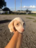 Nova, a female Miniature Dachshund for sale in Orlando, FL – 2 of 3