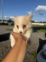 Max, a male Pomeranian for sale in Orlando, FL – 3 of 3