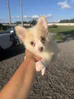 Max, a male Pomeranian for sale in Orlando, FL – 2 of 3
