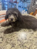 Duke, a male Poodle - Toy  for sale in Orlando, FL – 3 of 3