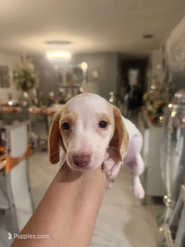 Comet – Miniature Dachshund puppy for sale in Orlando, FL