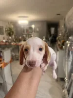 Comet, a male Miniature Dachshund for sale in Orlando, FL – 1 of 4