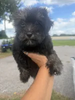 Luna, a female Aussiedoodle for sale in Orlando, FL – 3 of 3