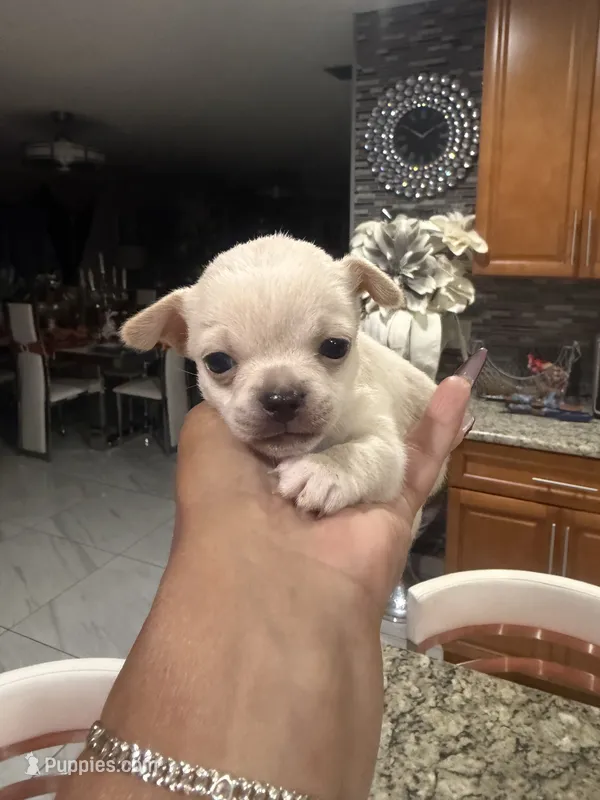 Stew - Apple head – Chihuahua puppy for sale in Orlando, FL