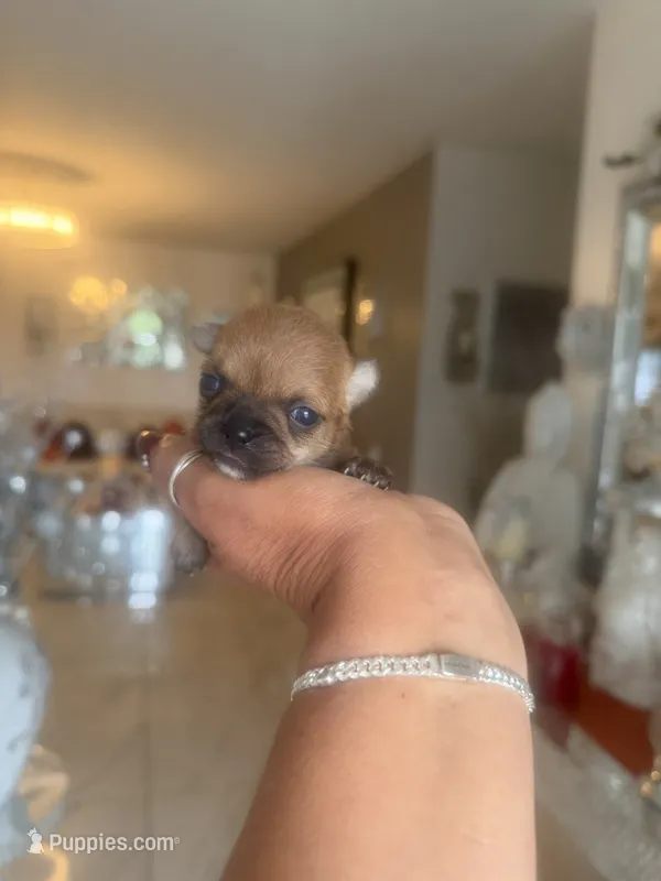 Rose - Apple head, a female Chihuahua for sale in Orlando, FL – 1 of 3