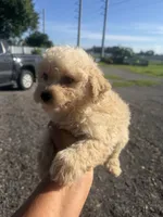 Buddy , a male Poodle - Toy  for sale in Orlando, FL – 3 of 3