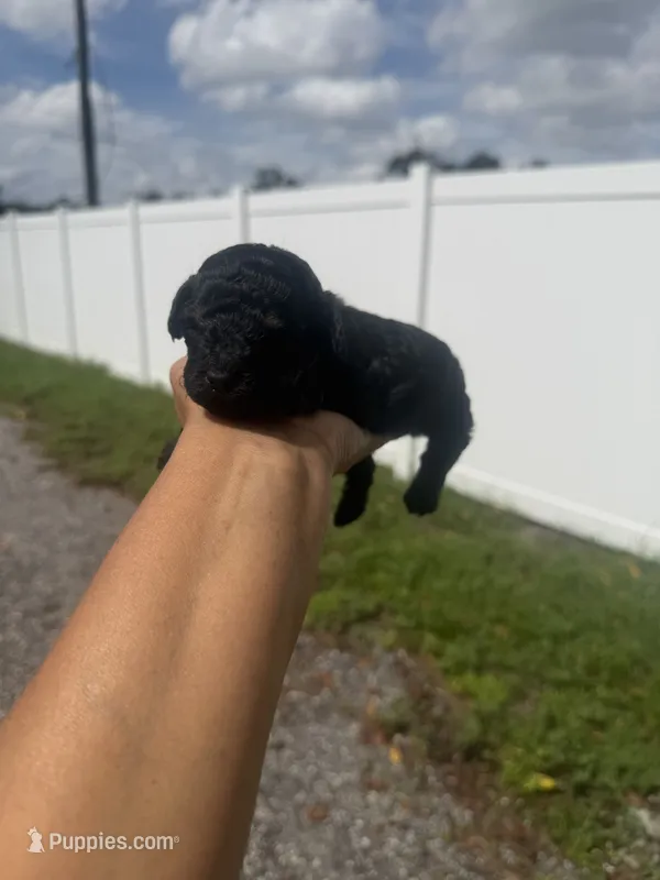 Rocky – Poodle - Toy  puppy for sale in Orlando, FL