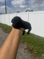 Rocky, a male Poodle - Toy  for sale in Orlando, FL – 1 of 3