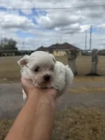 Pip, a male Maltese for sale in Orlando, FL – Photo 3 of 3