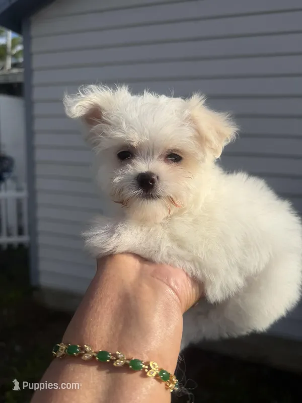 Pip – Maltese puppy for sale in Orlando, FL