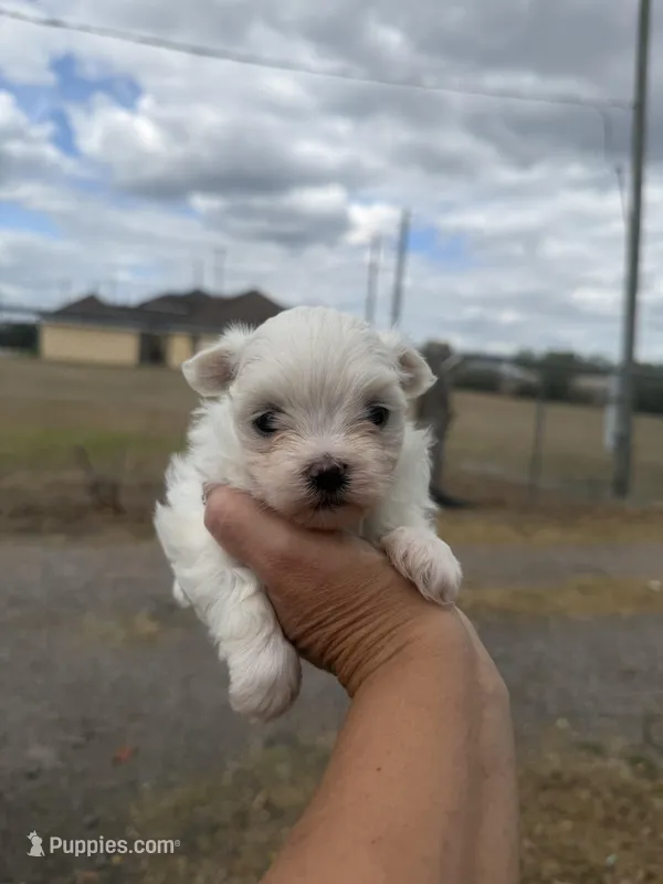 Pip, a male Maltese for sale in Orlando, FL – Photo 1 of 3