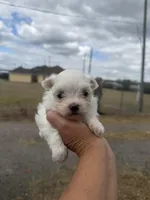 Pip, a male Maltese for sale in Orlando, FL – Photo 1 of 3