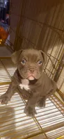 Lily  - Micro Bully/Nano, a female American Pit Bull Terrier for sale in Orlando, FL – 1 of 1