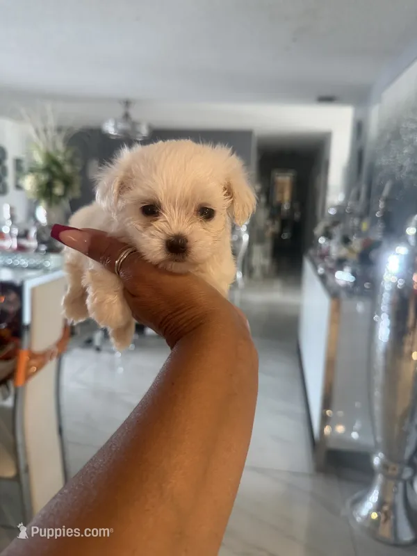 Penny – Maltese puppy for sale in Orlando, FL